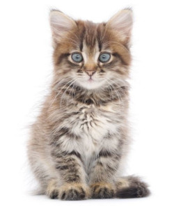 A picture of a kitten to help make you hate the developer of this site a little less